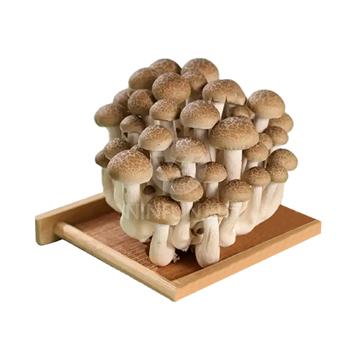 Shimeji-Pilz Weiß.jpg