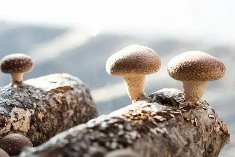 fresh shiitake mushrooms
