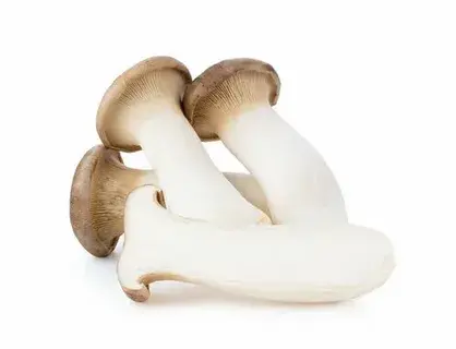 eryngii king oyster mushroom eryngii king oyster mushroom