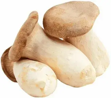 giant king oyster mushroom