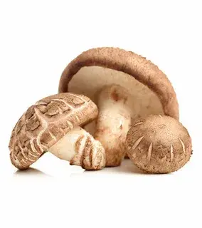 mushroom shitake fresh mushroom shitake fresh