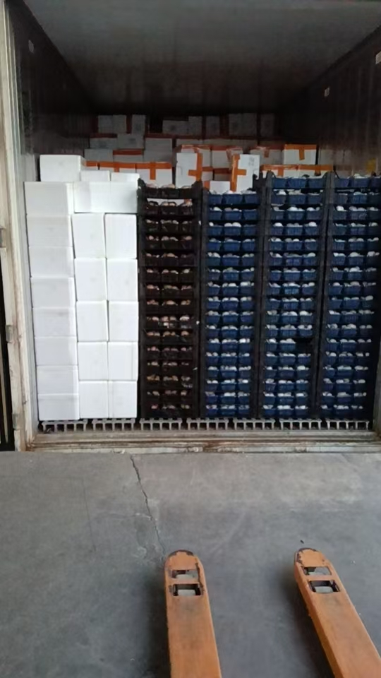 delivery shitake fresh delivery shitake fresh