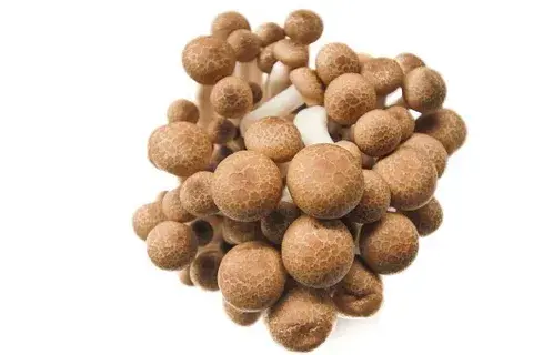 hatake shimeji mushrooms hatake shimeji mushrooms