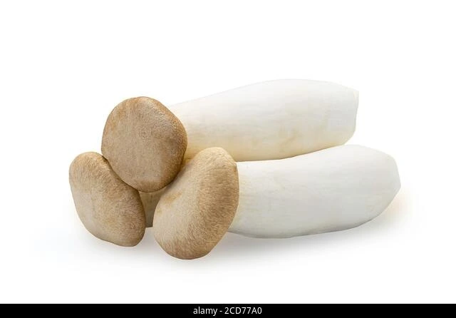 eryngii mushroom eryngii mushroom