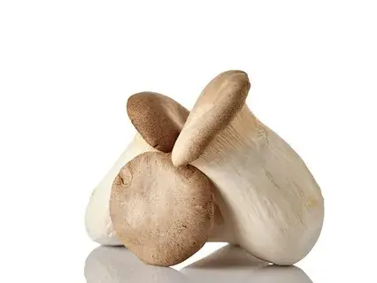 eryngii mushroom