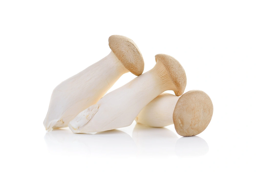 eryngii mushroom eryngii mushroom