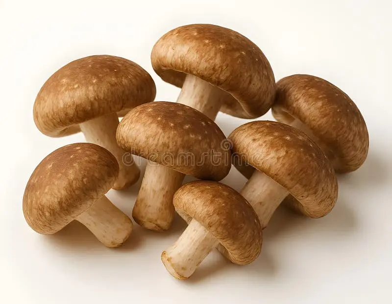 fresh shiitake mushroom fresh shiitake mushroom