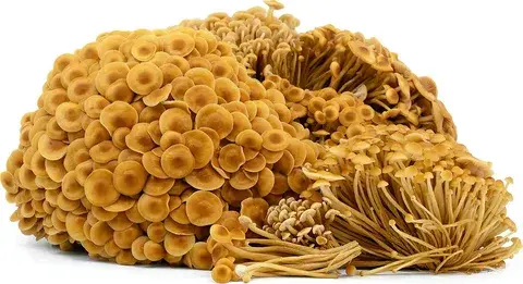 golden enoki mushroom golden enoki mushroom