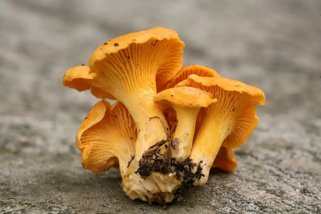 termite mushroom