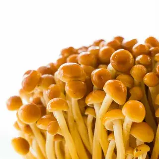 golden enoki mushroom