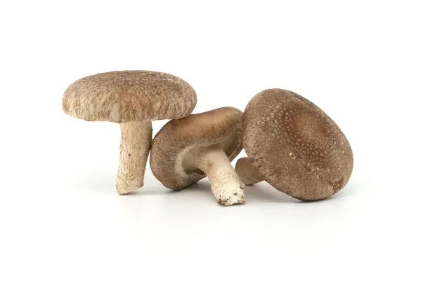 fresh shiitake mushroom