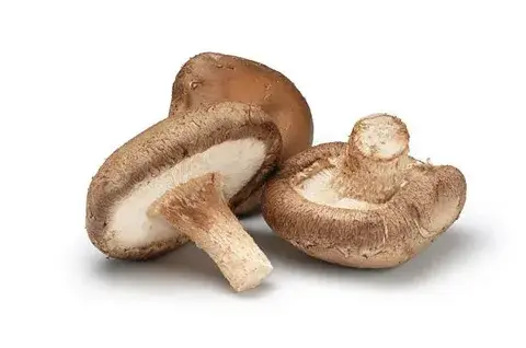 fresh shiitake mushroom