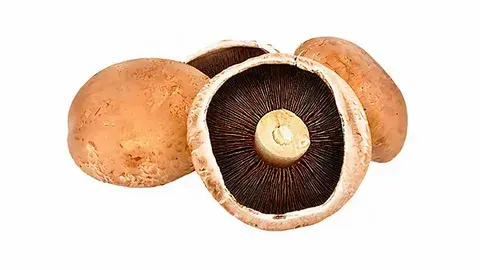 fresh portobello mushroom fresh portobello mushroom