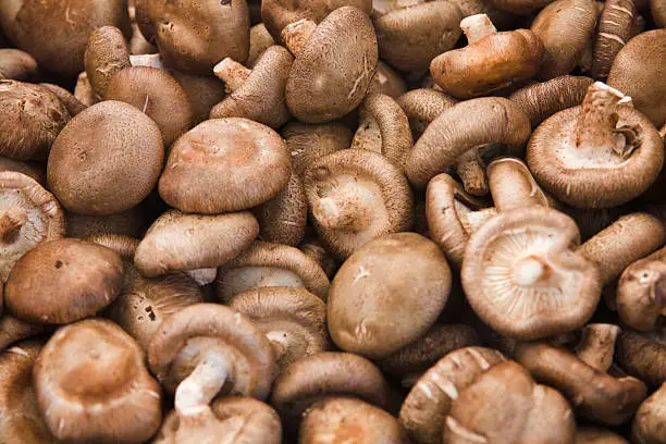 fresh shiitake mushroom fresh shiitake mushroom