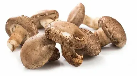 fresh shiitake mushroom