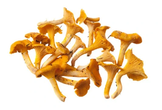 termite mushroom