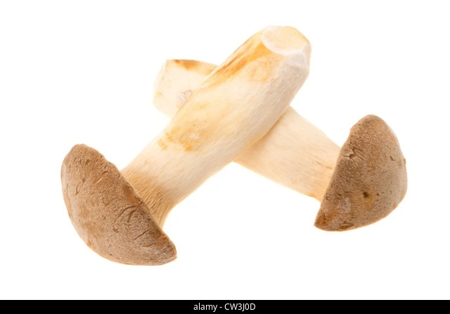 fresh king oyster mushroom fresh king oyster mushroom