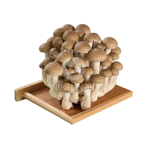 Shimeji Mushroom Bardhë