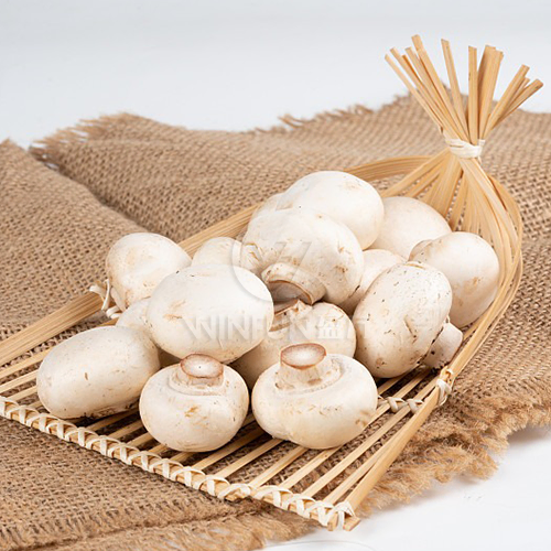 button mushroom fresh