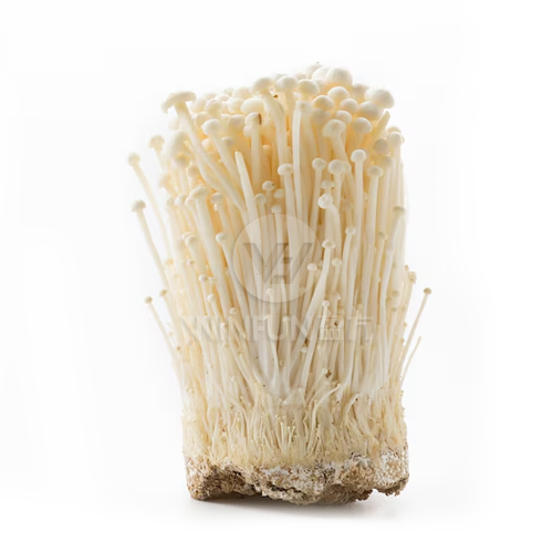 Enoki Mushroom fresh