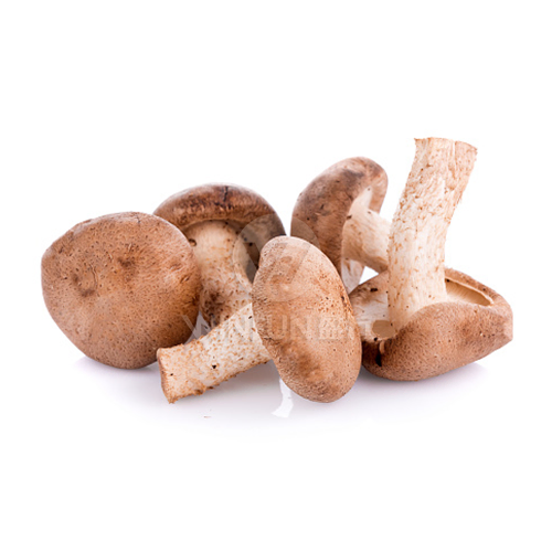 fresh organic shiitake mushrooms