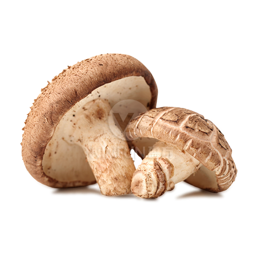 mushroom shitake fresh