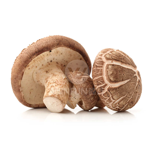 japan shiitake