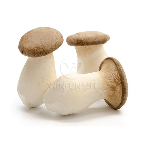 king tuber oyster mushroom