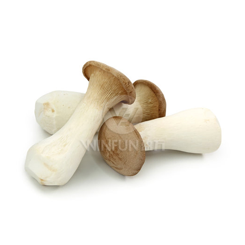 eryngii king oyster mushroom